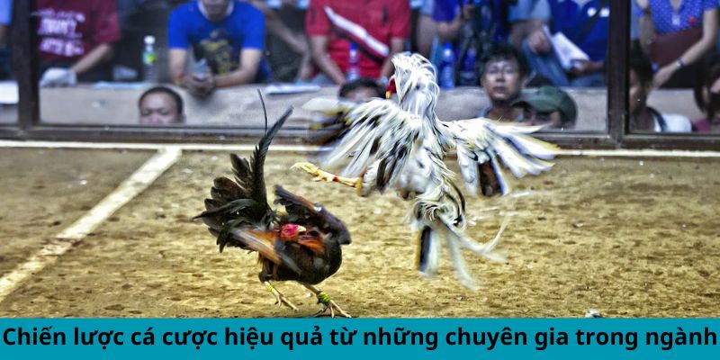 Chiến lược cá cược hiệu quả từ những chuyên gia trong ngành