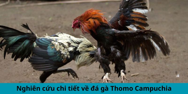 Nghiên cứu chi tiết về đá gà Thomo Campuchia