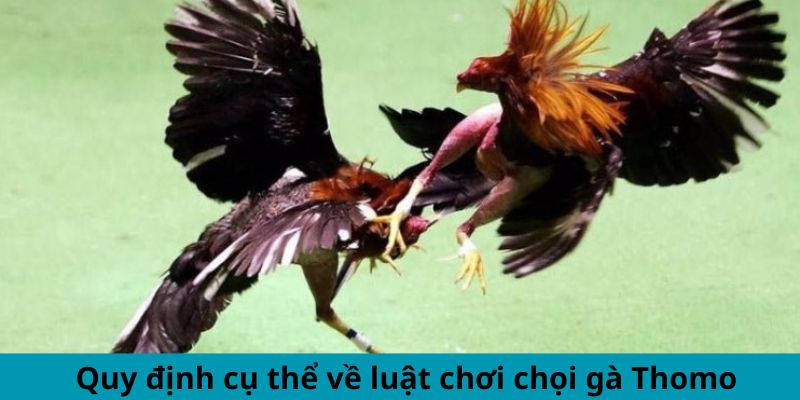 Quy định cụ thể về luật chơi chọi gà Thomo 