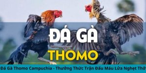 Đá Gà Thomo Campuchia - Thưởng Thức Trận Đấu Máu Lửa Nghẹt Thở